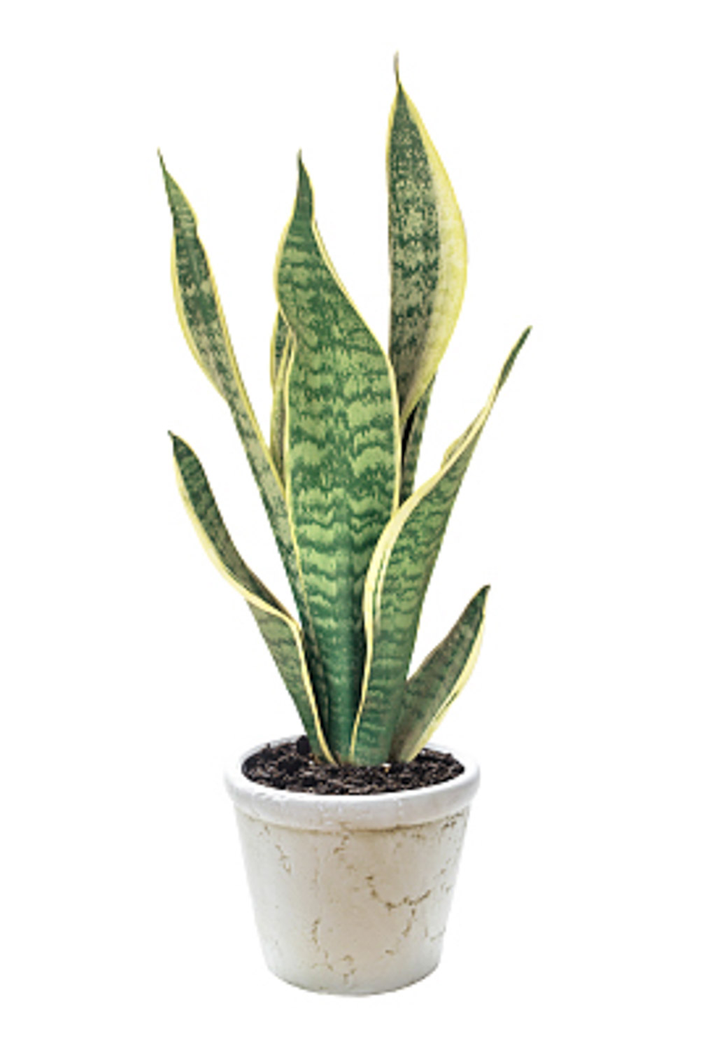 Sansevieria trifasciata