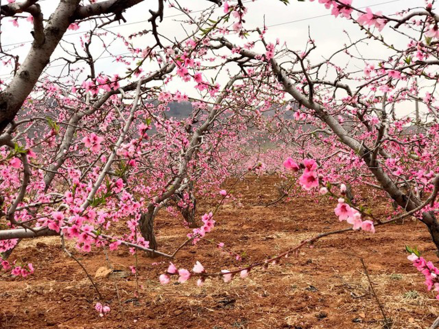 Peach blossom