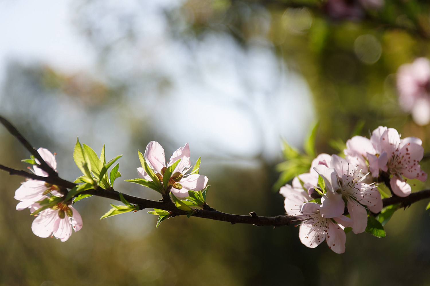 Peach blossom