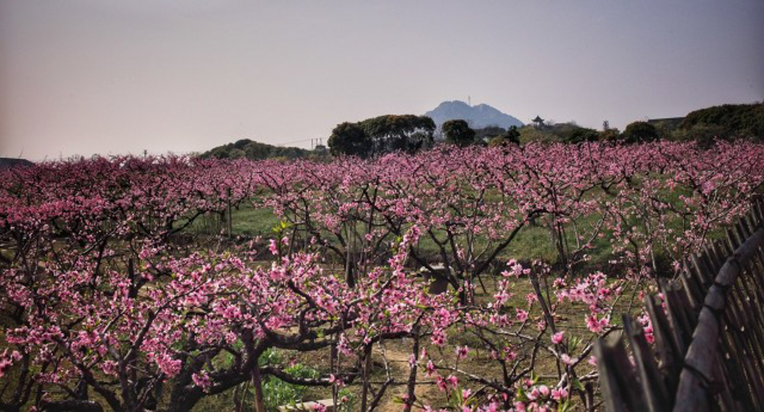 Peach blossom