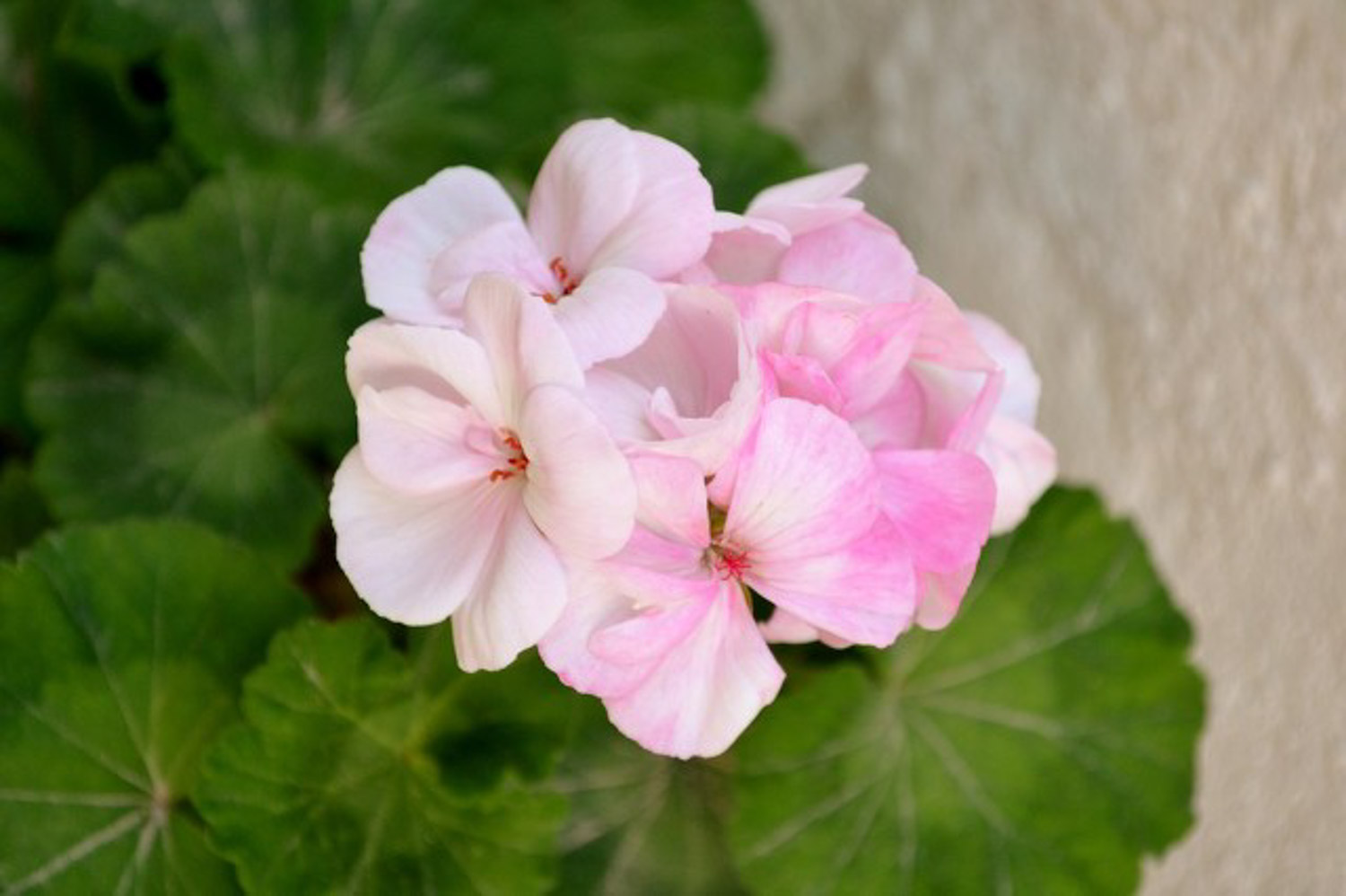 Geranium