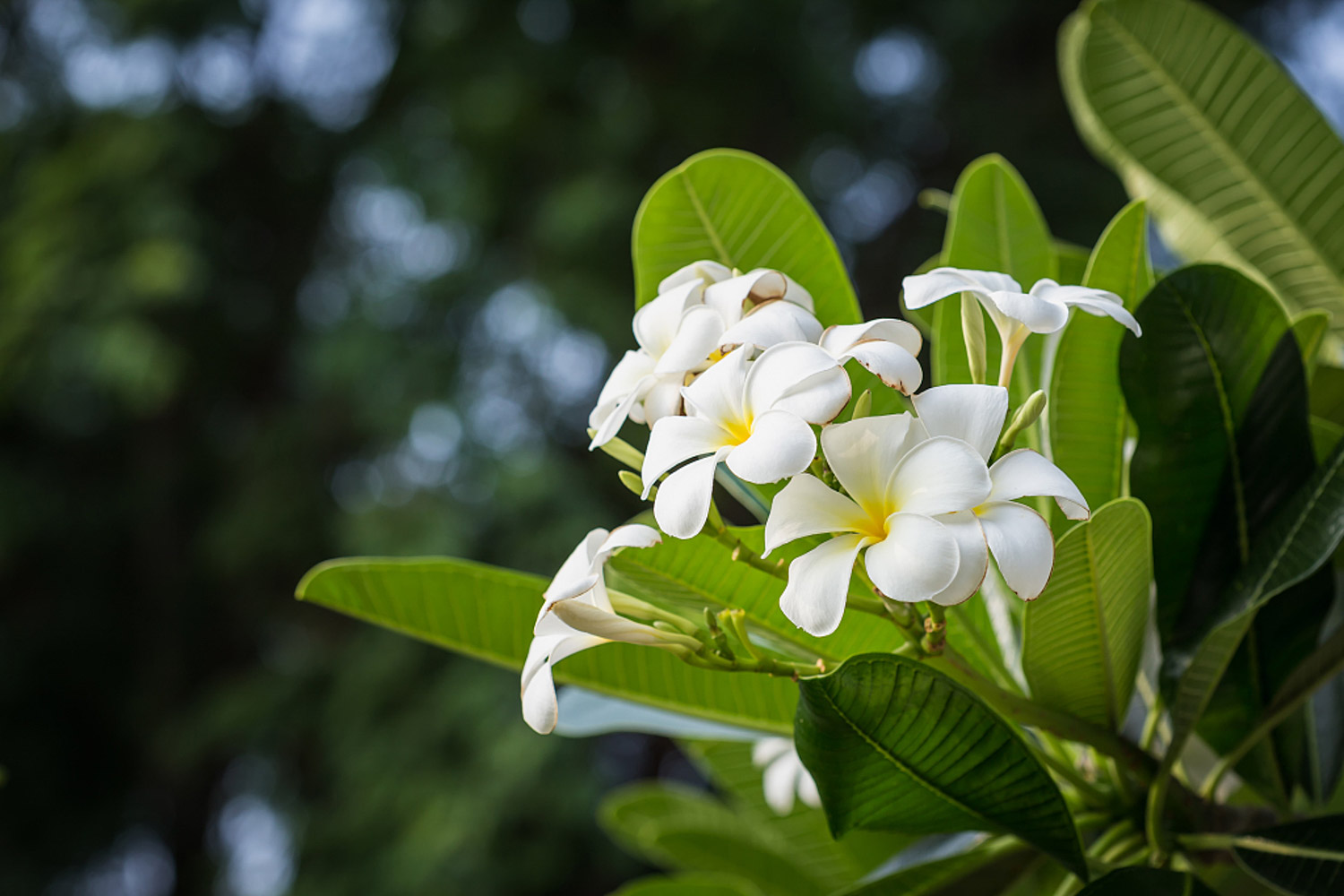 Plumeria rubra