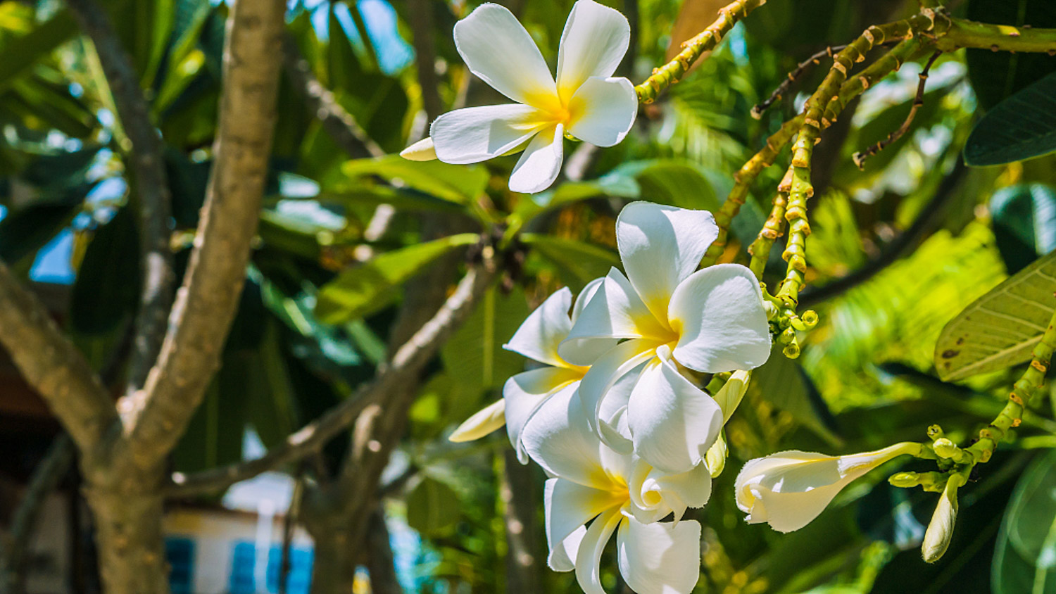 Plumeria rubra