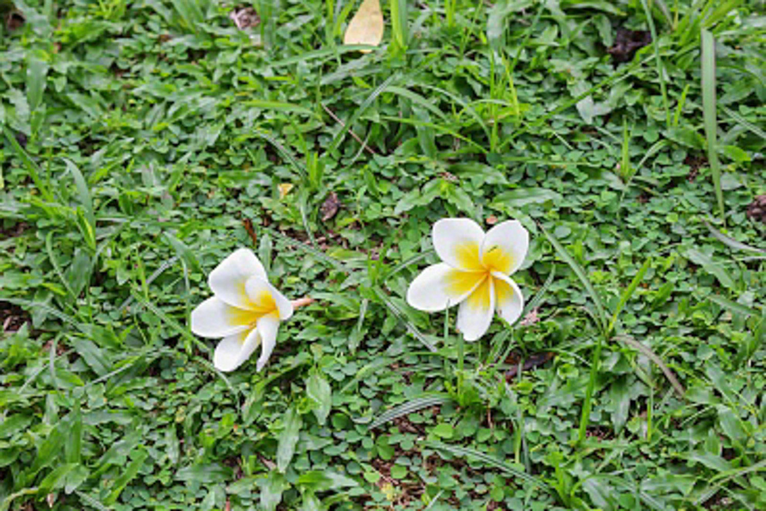 Plumeria rubra