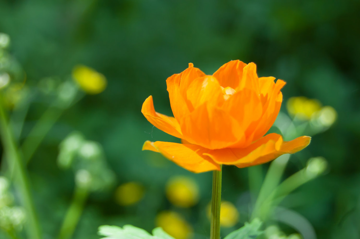 globeflower