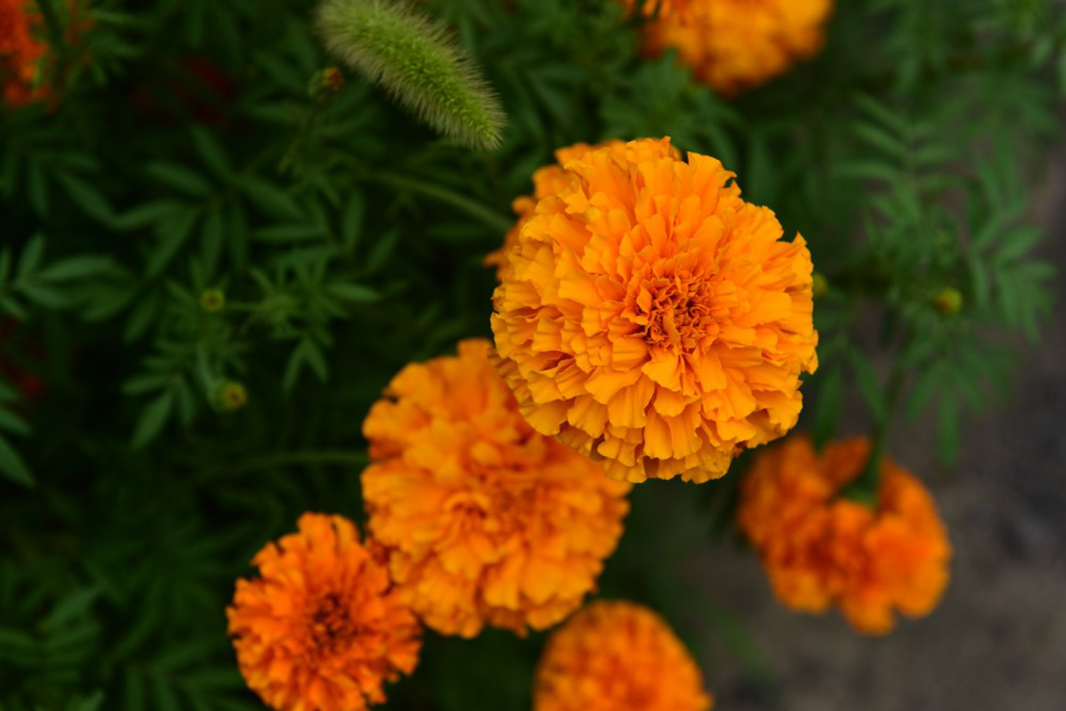 Marigold