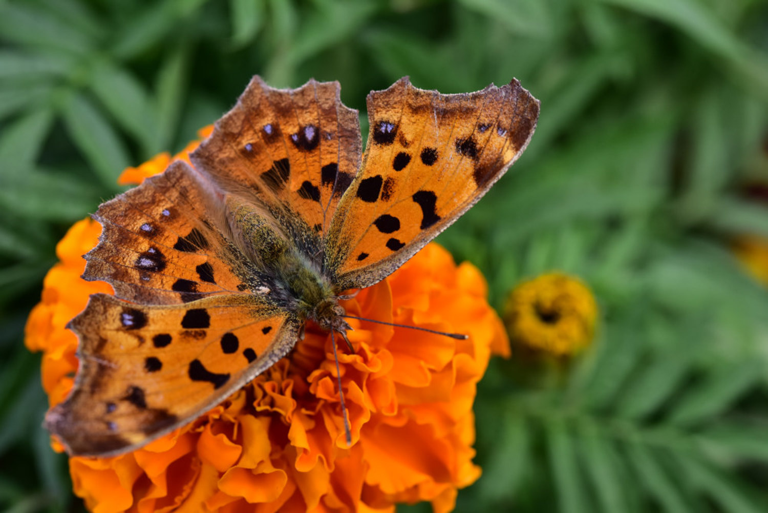 Marigold