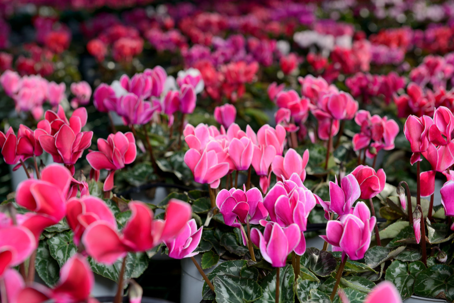 Cyclamen