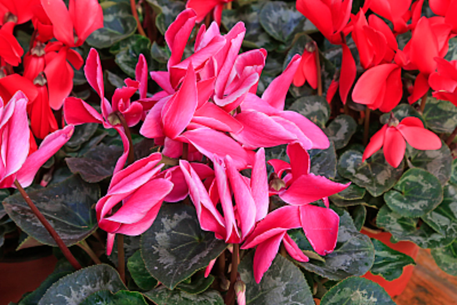 Cyclamen