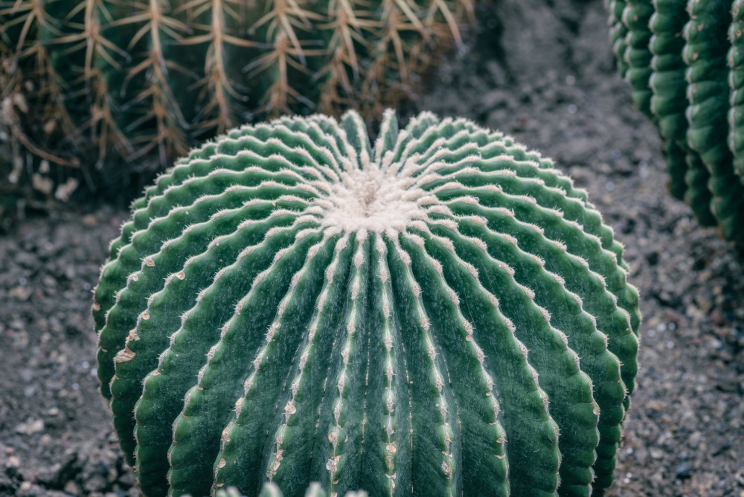 Cactus