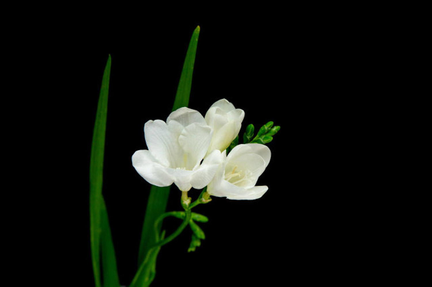 common freesia