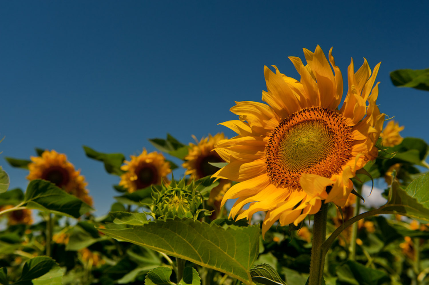 Sunflower