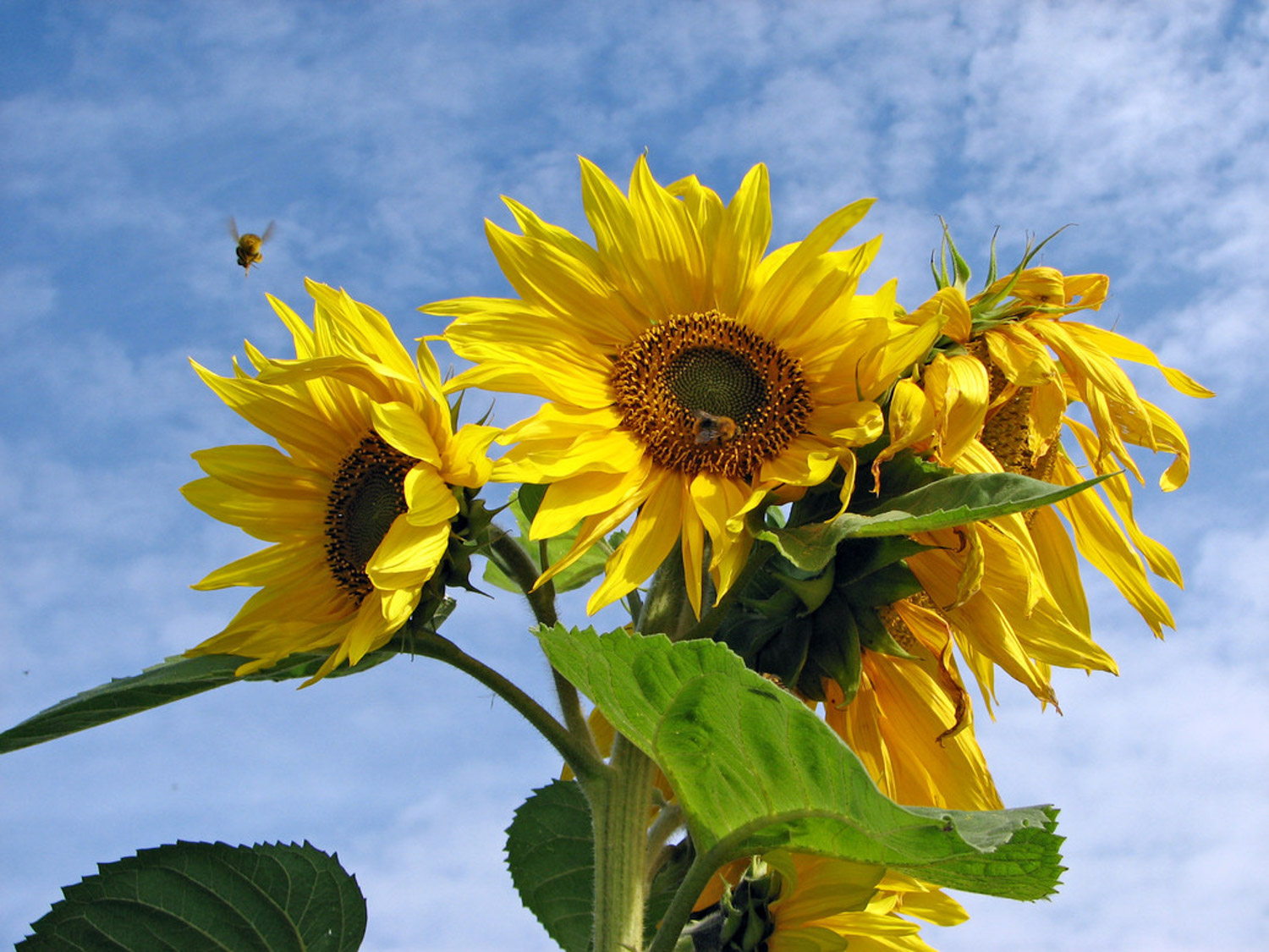 Sunflower