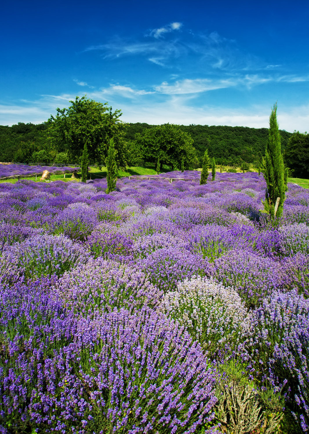 Lavender