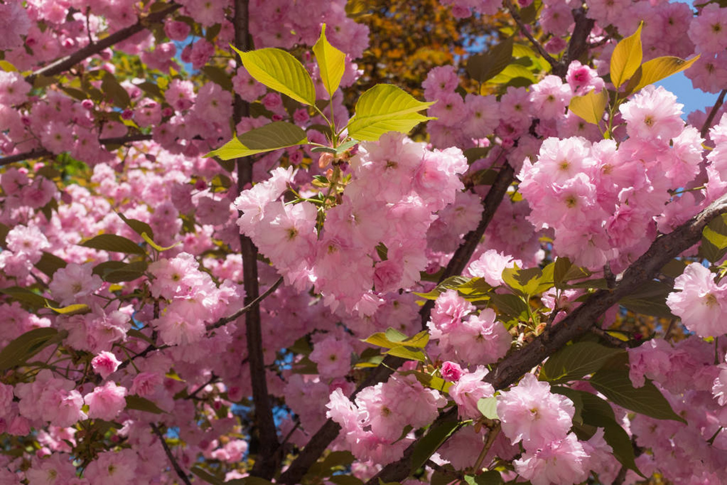 cherry blossoms