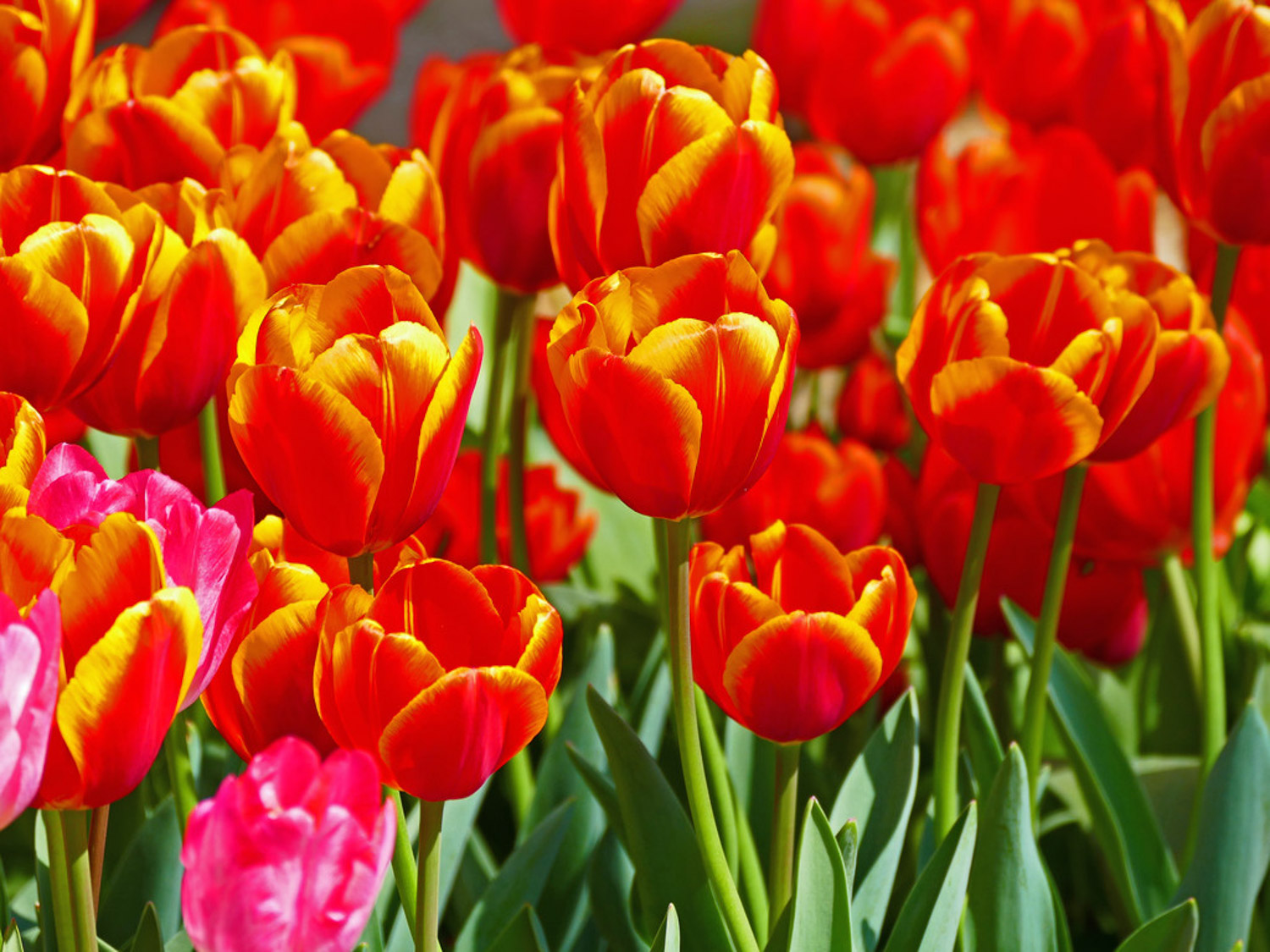 tulips