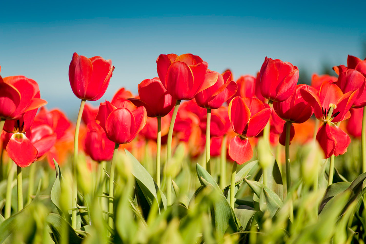 tulips