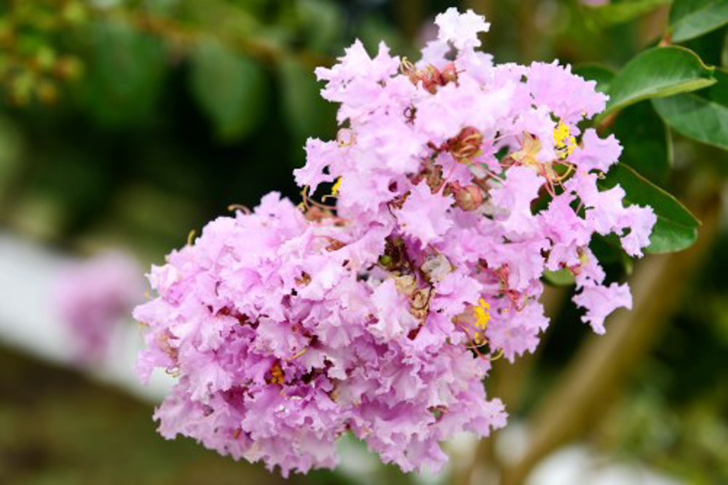 Crape myrtle