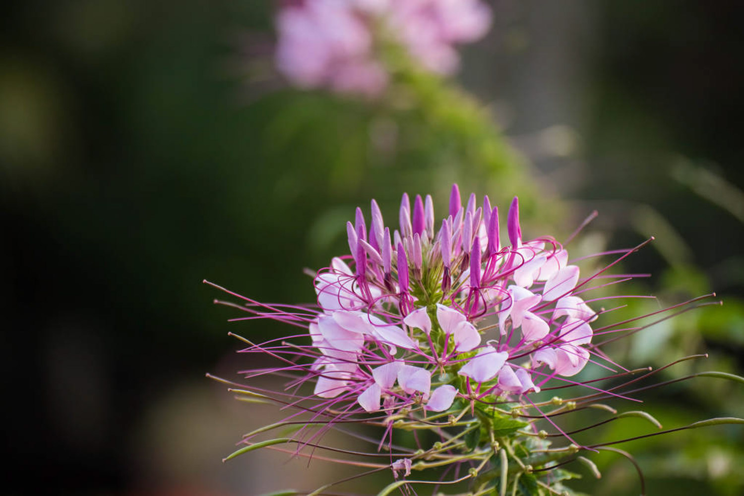 spiderflower