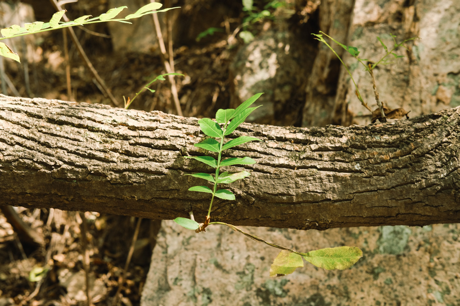 Maple poplar