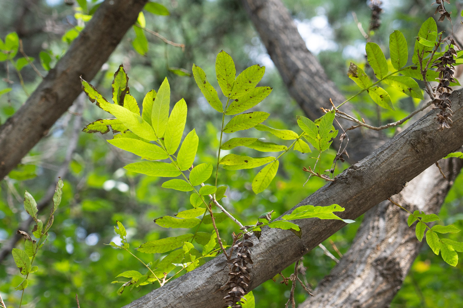 Maple poplar