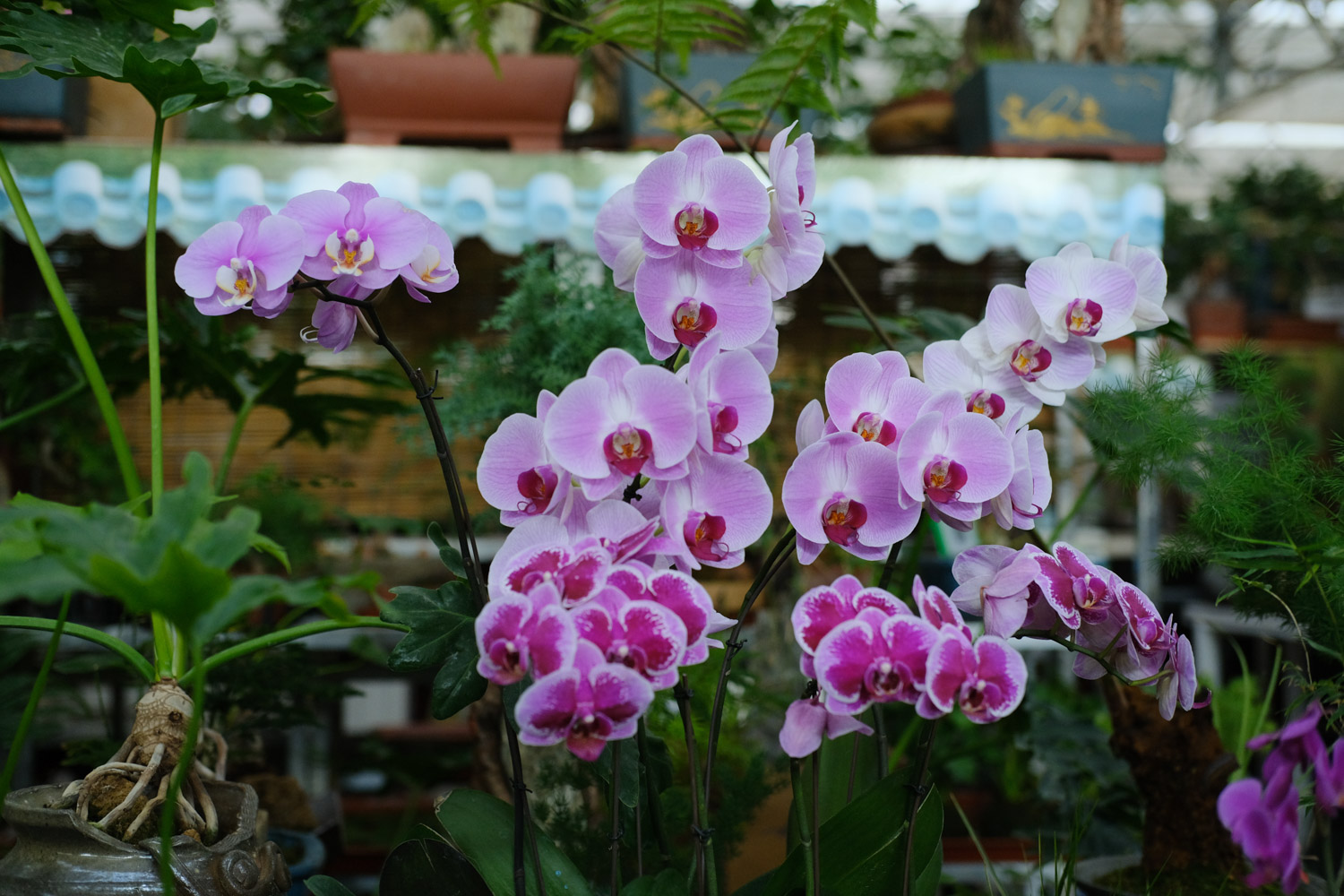 moth orchid