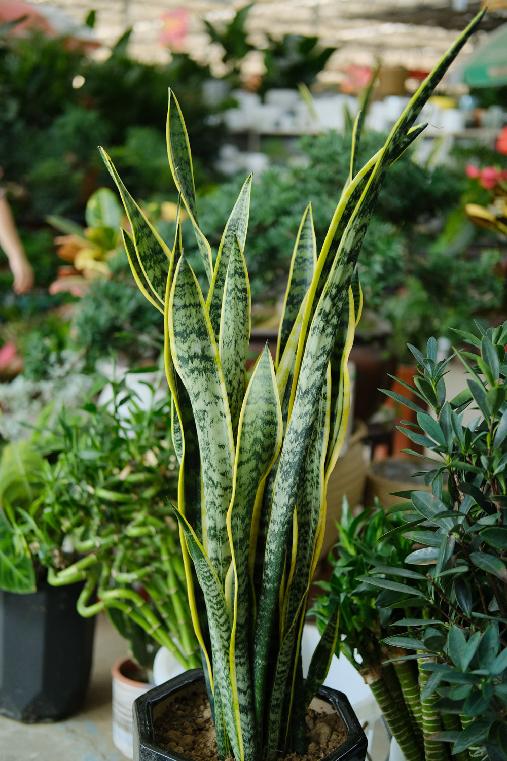 Sansevieria trifasciata