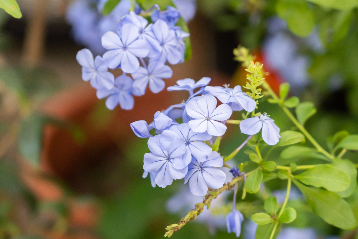 Plumbago Auriculata