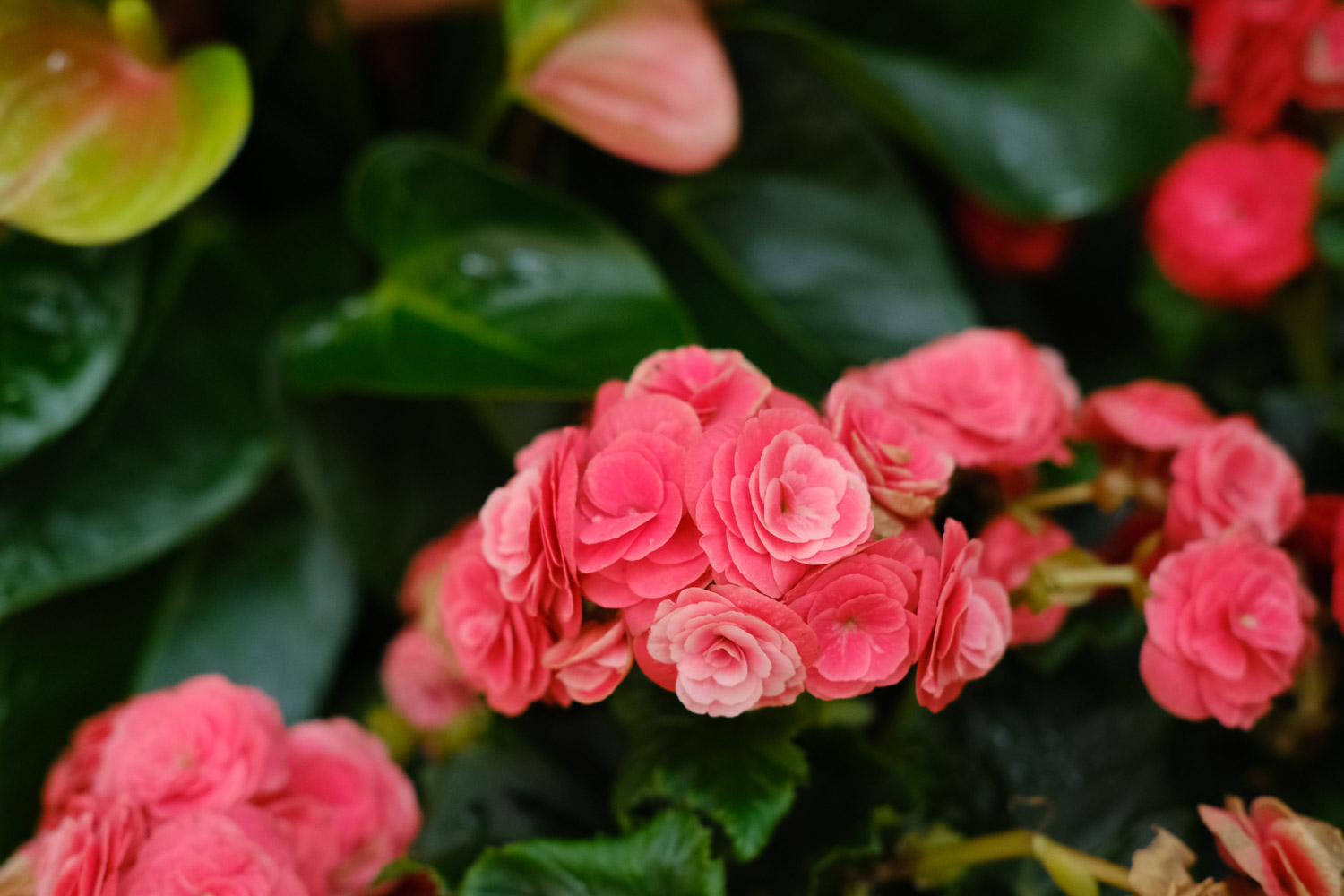 Rieger Begonia