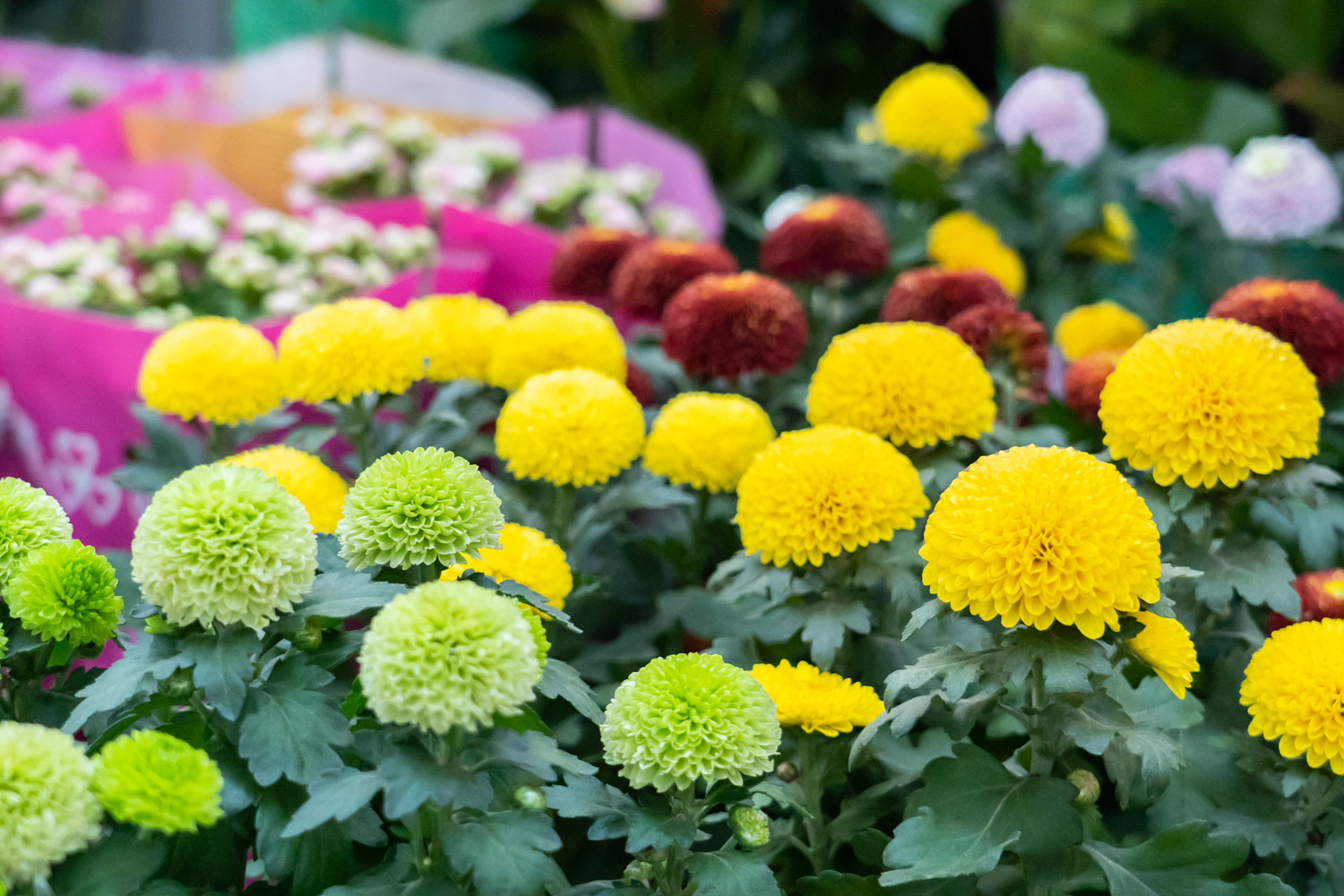 Ping Pong Chrysanthemum