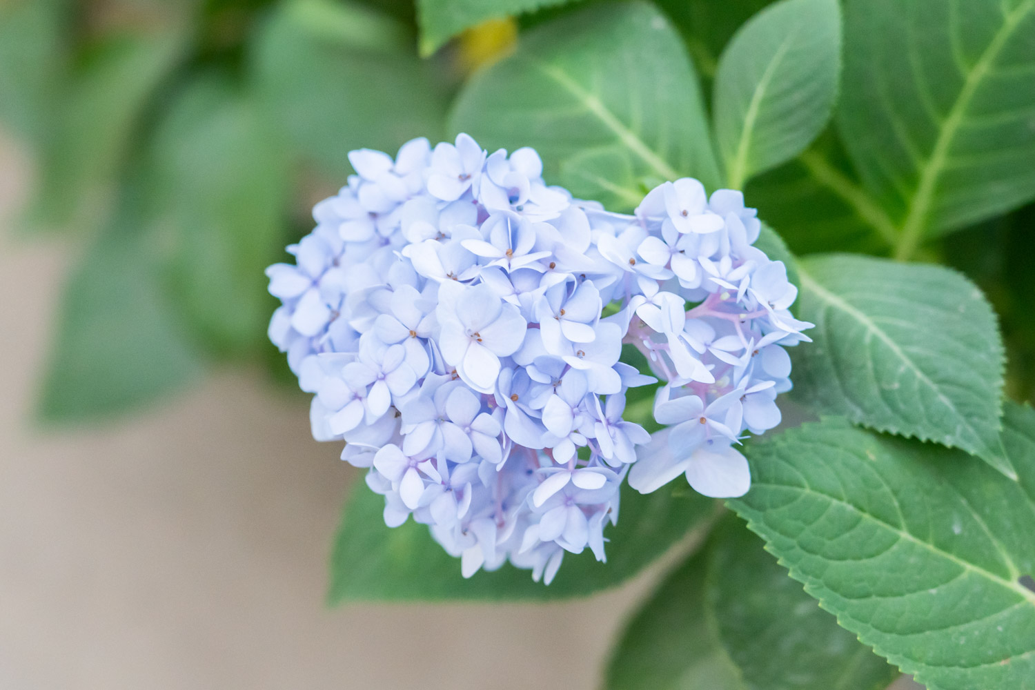 hydrangea