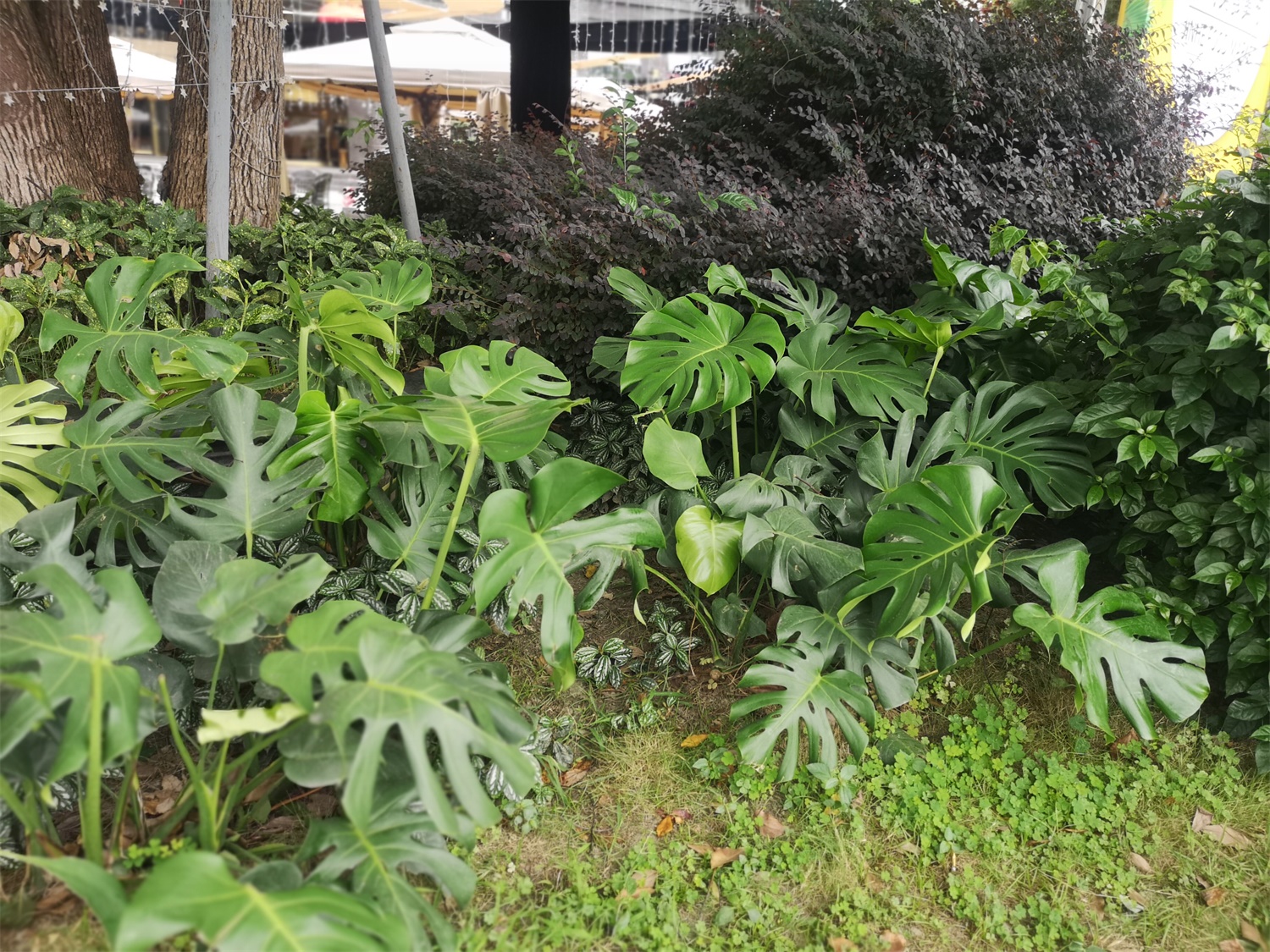 Phyllostachys pubescens