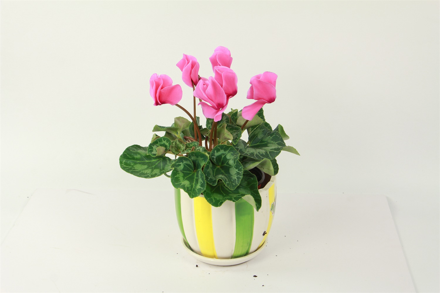 Cyclamen