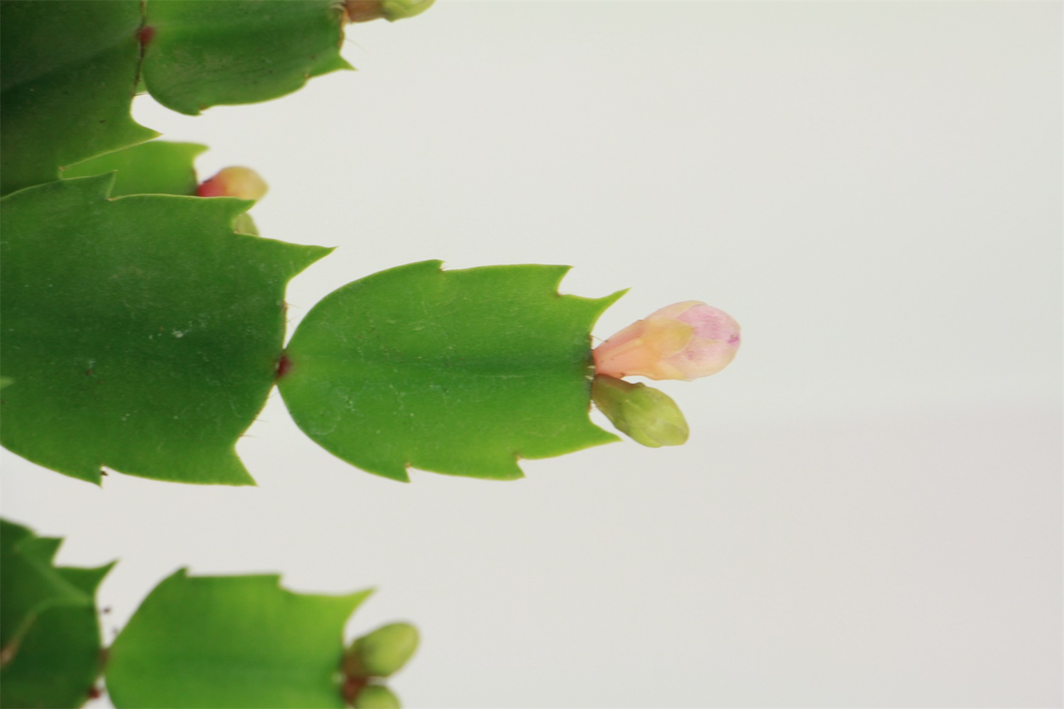 crab cactus