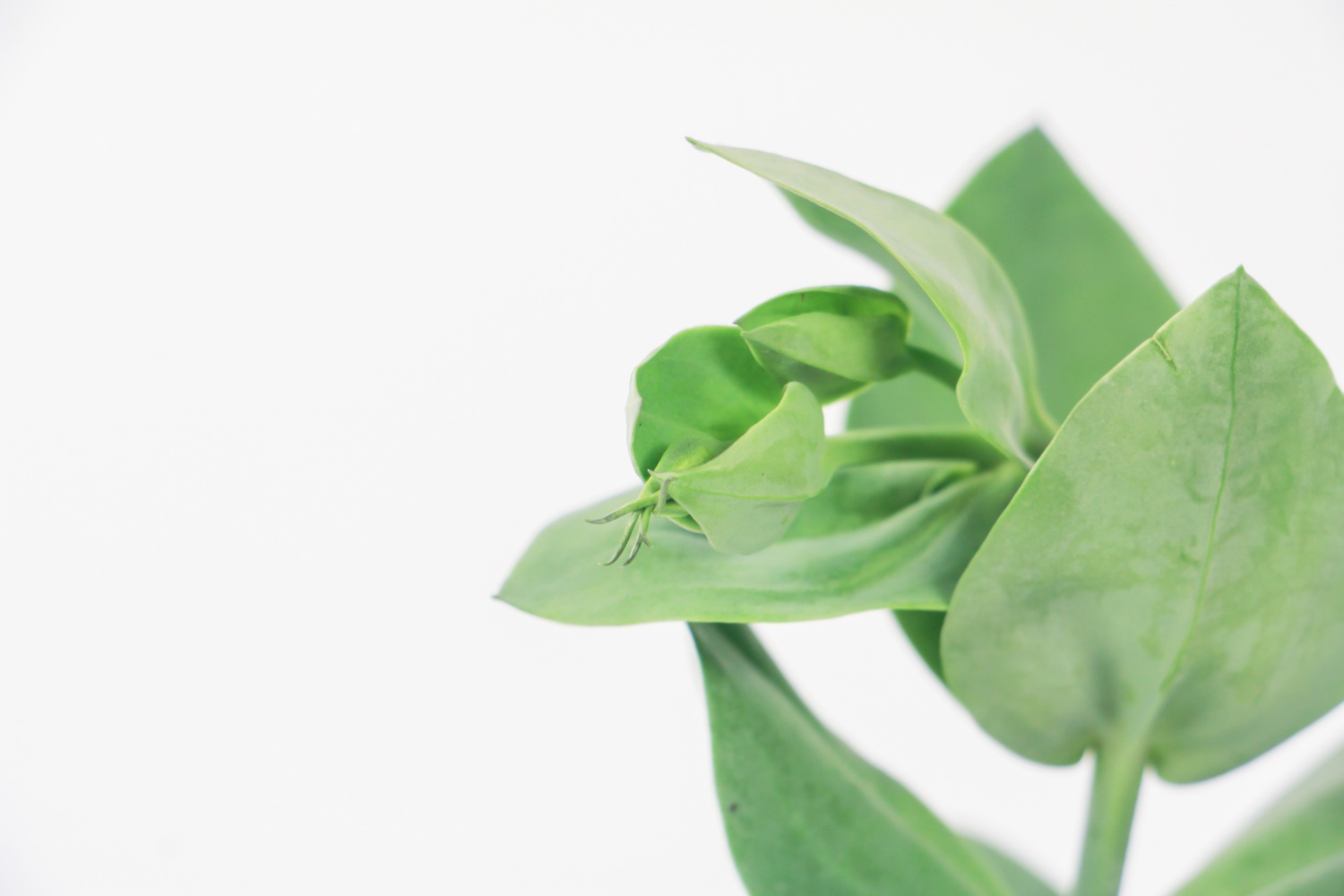 Eustoma grandiflorum