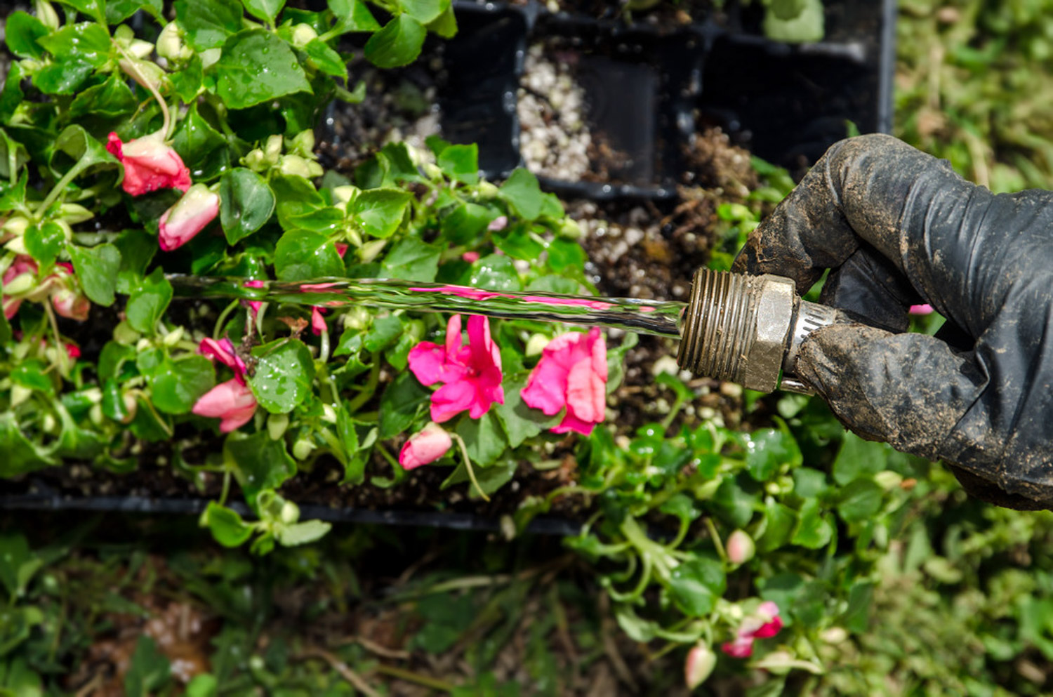 watering