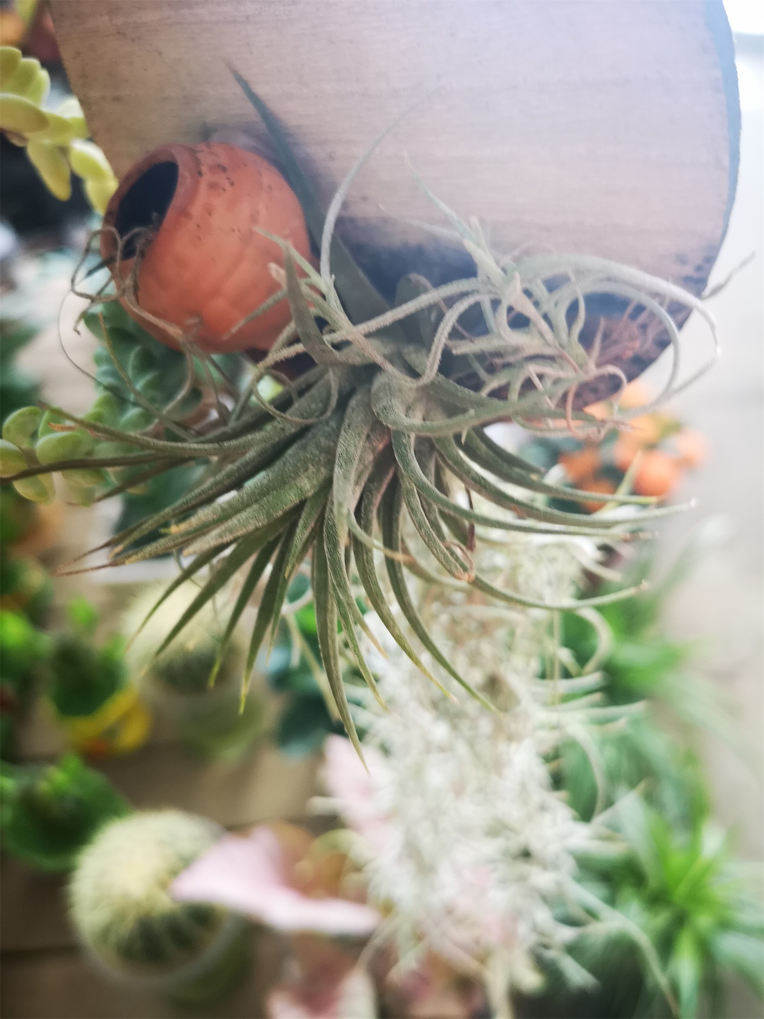 Tillandsia