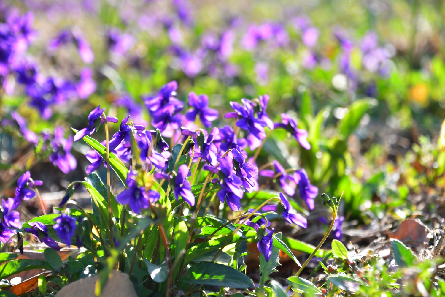 Chinese violet