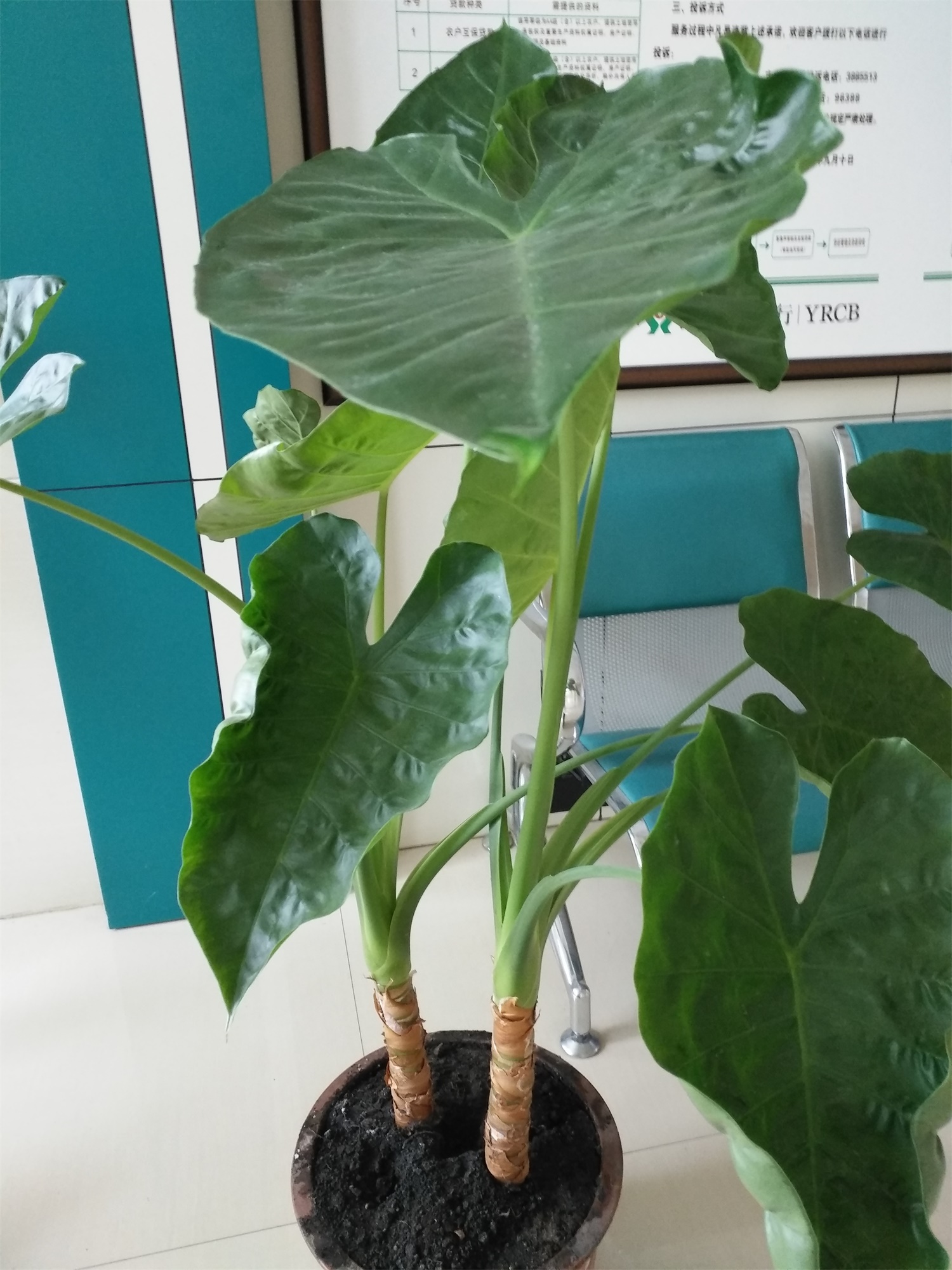 Alocasia macrorrhiza