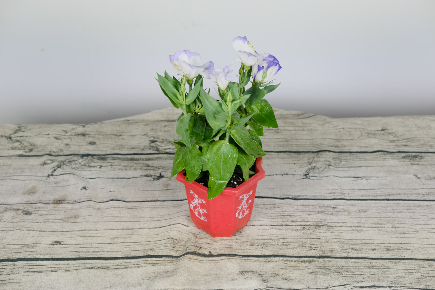 Eustoma grandiflorum