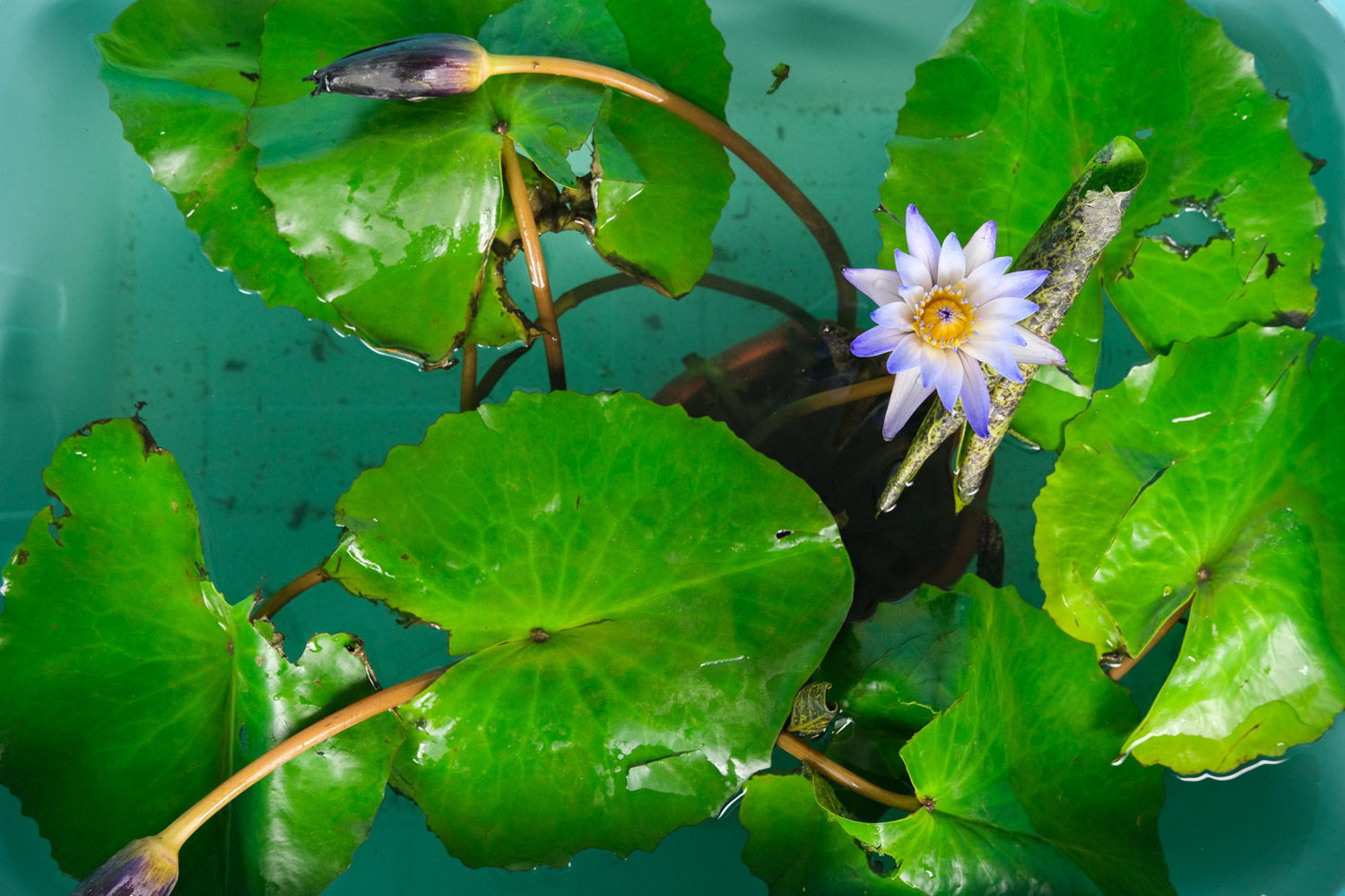 Water lilies