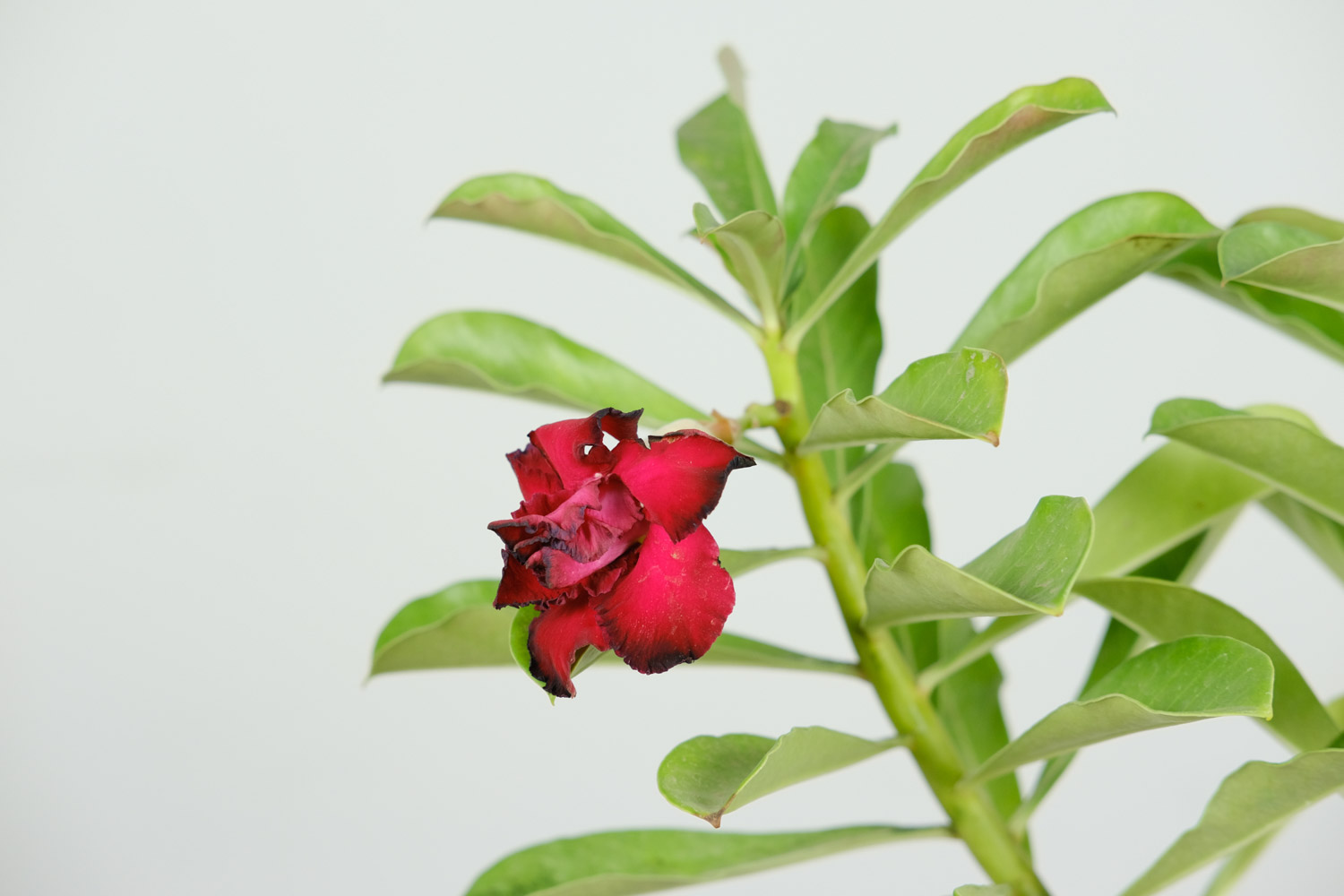 Adenium obesum