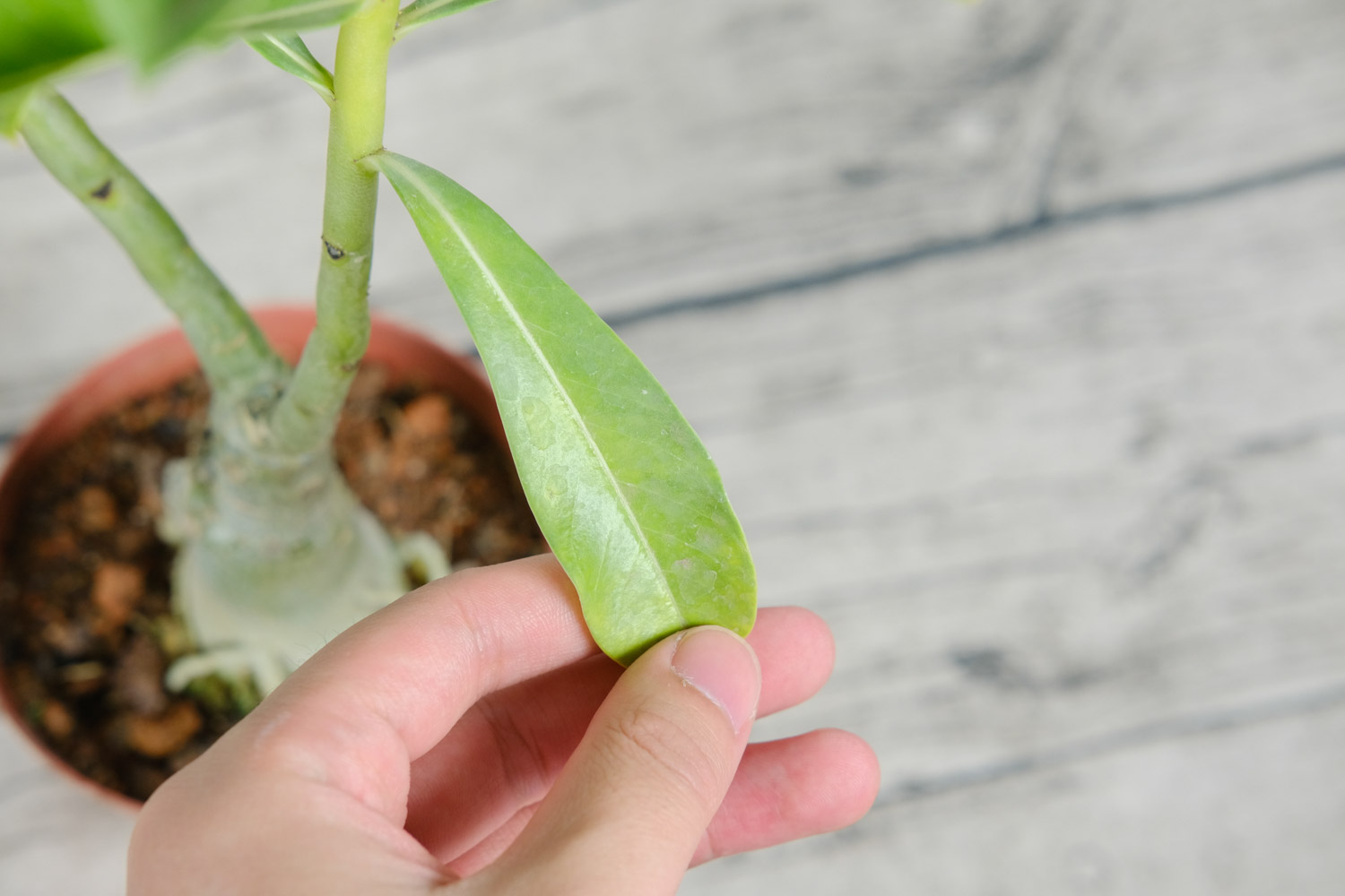 Adenium obesum