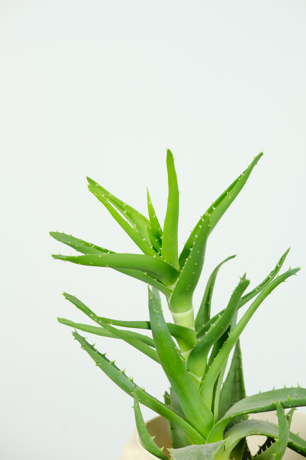 aloe