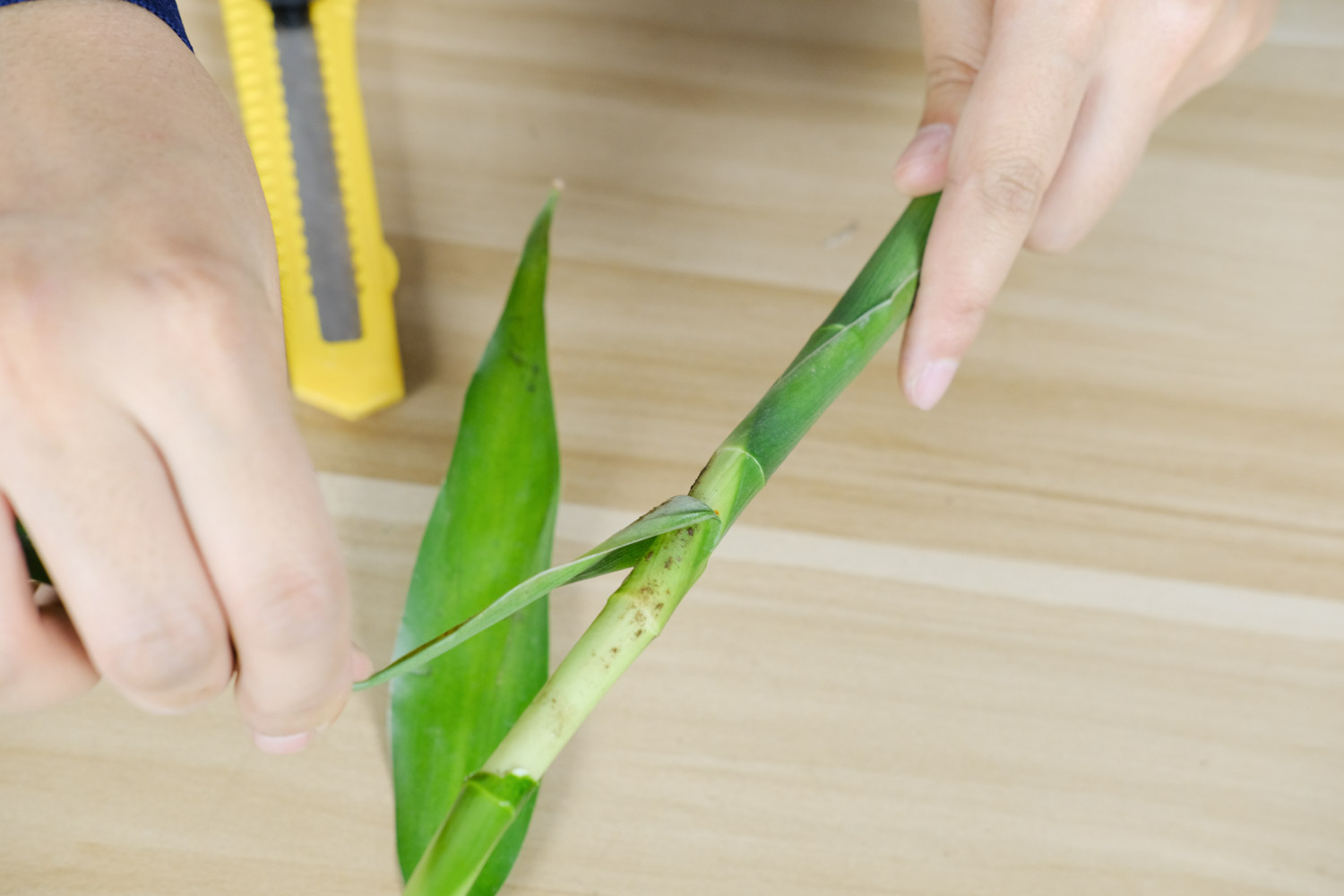 dracaena sanderiana