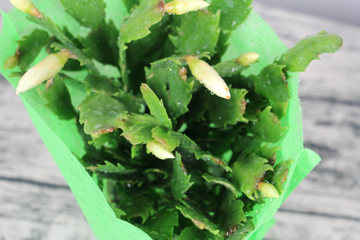 crab cactus