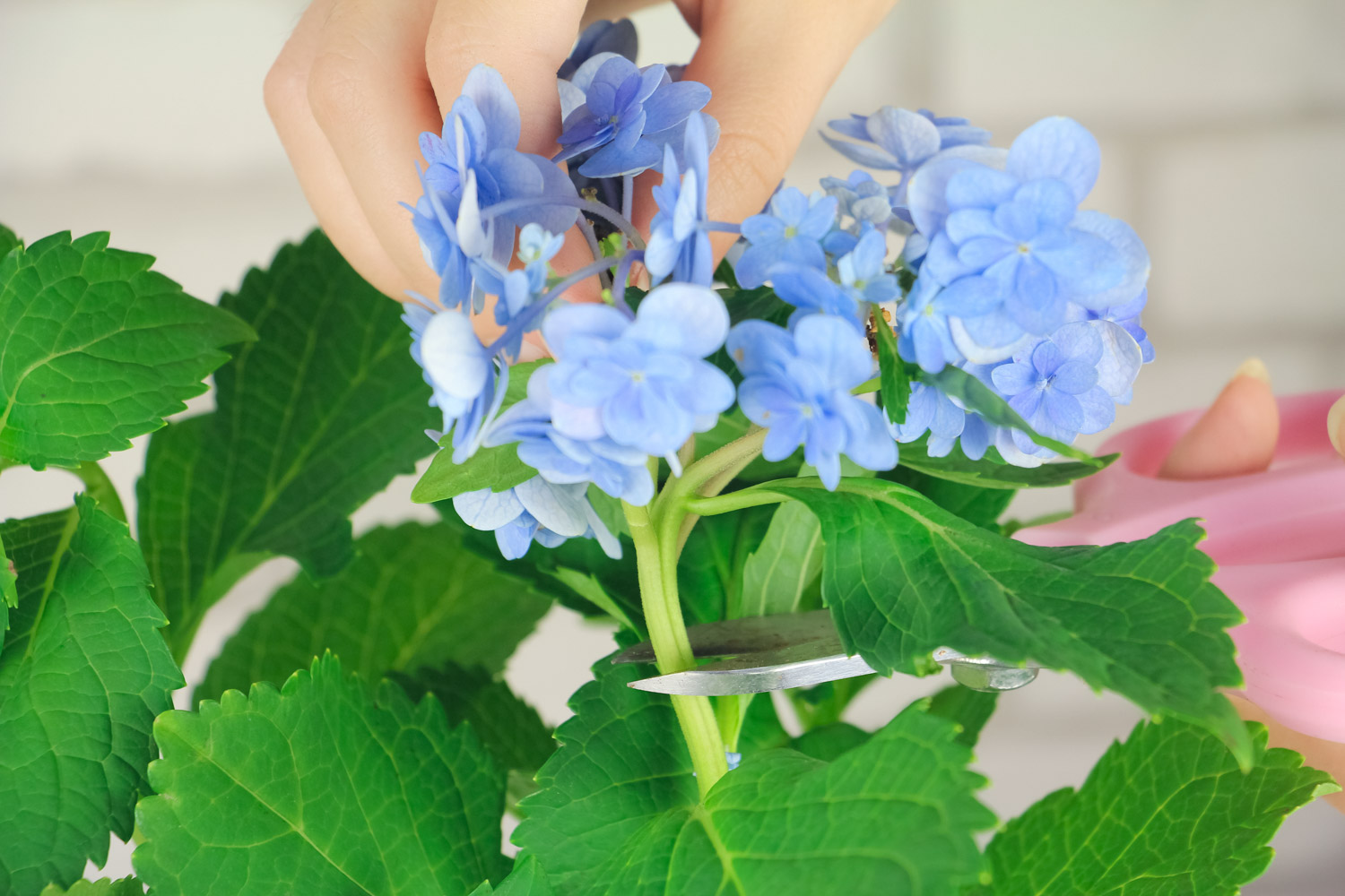 hydrangea