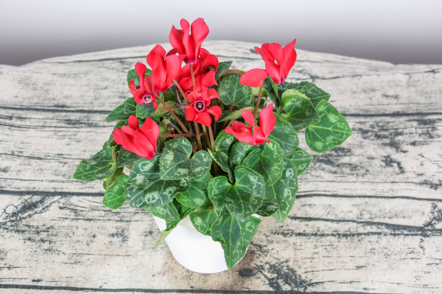 Cyclamen