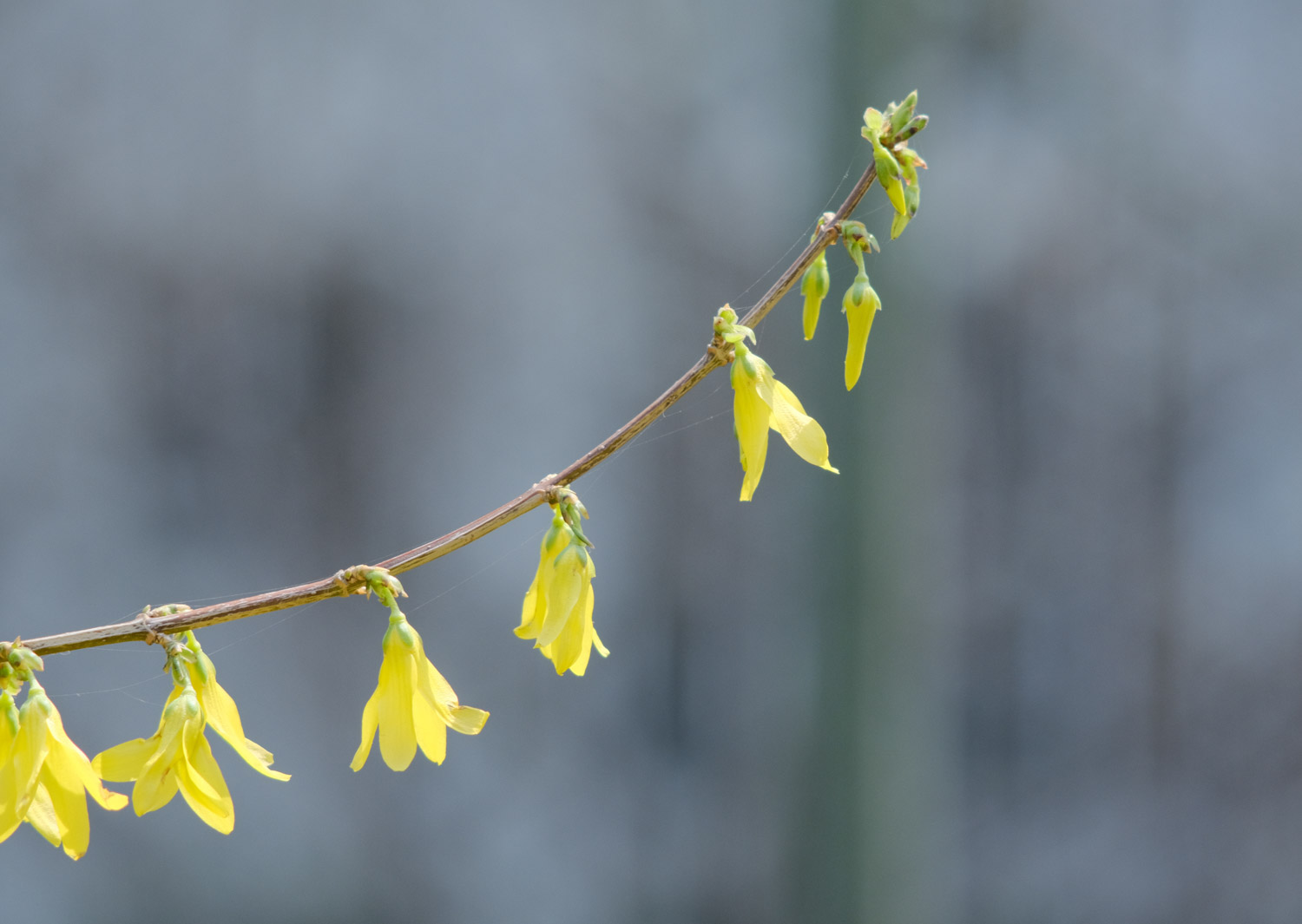 Forsythia suspensa