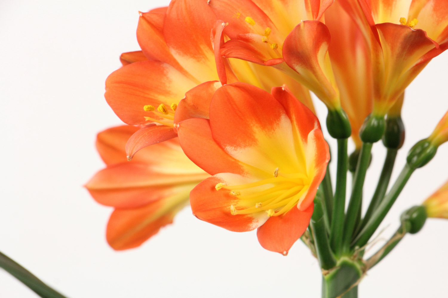 Clivia